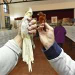 Photo Gallery: Colorful Exhibition of Birds! 9 Bird Exhibition 12