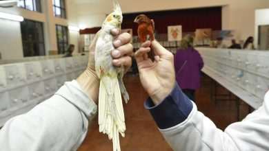 Photo Gallery: Colorful Exhibition of Birds! 2 Bird Exhibition 12