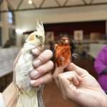 Photo Gallery: Colorful Exhibition of Birds! 8 Bird Exhibition 13