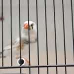 Photo Gallery: Colorful Exhibition of Birds! 3 Bird Exhibition 18