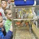 Photo Gallery: Colorful Exhibition of Birds! 18 Bird Exhibition 3