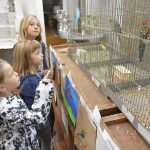 Photo Gallery: Colorful Exhibition of Birds! 14 Bird Exhibition 7