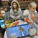 Photo Gallery: Colorful Exhibition of Birds! 13 Bird Exhibition 8