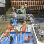 Photo Gallery: Colorful Exhibition of Birds! 12 Bird Exhibition 9