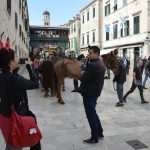 Robin Hood Stradun 22