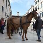 Robin Hood Stradun 24