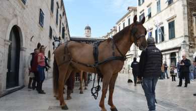 Photo Gallery: Robin Hood Action on Stradun! 34 Robin Hood Stradun 24