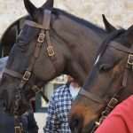 Robin Hood Stradun 36