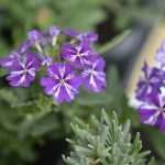 Photo Gallery: Beautiful Flower Fair to Mark the Spring Time 22 Flower Fair 22