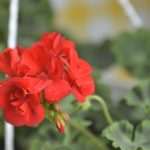 Photo Gallery: Beautiful Flower Fair to Mark the Spring Time 23 Flower Fair 23