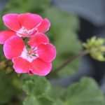 Photo Gallery: Beautiful Flower Fair to Mark the Spring Time 24 Flower Fair 24