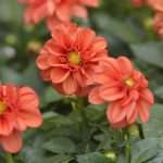 Photo Gallery: Beautiful Flower Fair to Mark the Spring Time 25 Flower Fair 25