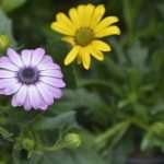 Photo Gallery: Beautiful Flower Fair to Mark the Spring Time 26 Flower Fair 26