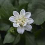 Photo Gallery: Beautiful Flower Fair to Mark the Spring Time 27 Flower Fair 27