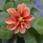 Photo Gallery: Beautiful Flower Fair to Mark the Spring Time 28 Flower Fair 28