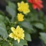 Photo Gallery: Beautiful Flower Fair to Mark the Spring Time 29 Flower Fair 29