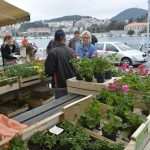 Photo Gallery: Beautiful Flower Fair to Mark the Spring Time 4 Flower Fair 4