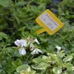 Photo Gallery: Beautiful Flower Fair to Mark the Spring Time 6 Flower Fair 6