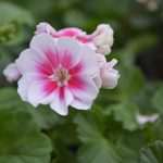 Photo Gallery: Beautiful Flower Fair to Mark the Spring Time 7 Flower Fair 7