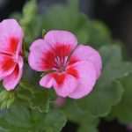 Photo Gallery: Beautiful Flower Fair to Mark the Spring Time 8 Flower Fair 8