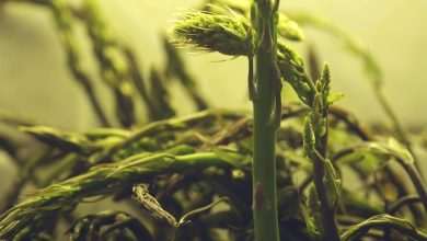 Wild Delicacy no One Can Resist: Enjoy the Asparagus Days All Around Dubrovnik 1 Asparagus