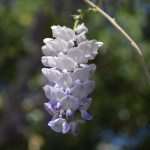 Wisteria in Bloom Painted the Spring in Dubrovnik 3 Wisteria 3