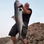 The Greater Amberjack 3