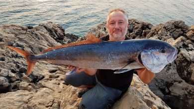 The Greater Amberjack 4