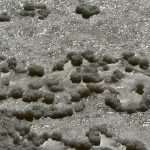 Salt Collecting Ston 43