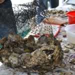 Festival of Oysters 45