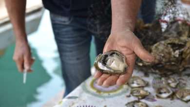 Festival of Oysters 46