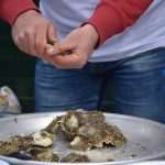 Oysters Stradun 1