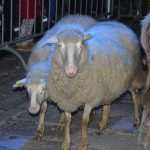 Live Nativity Scene 29