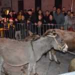 Live Nativity Scene 33