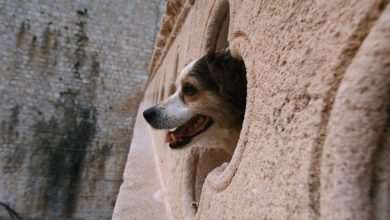 Dubrovnik Gets Its First Dog Park! 106 Dog Park