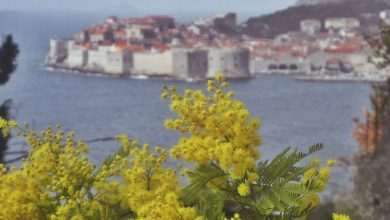 Springtime Dubrovnik