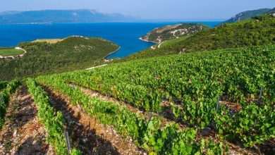 Vini da terre estreme Festiwine Dubrovnik 3