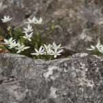 Video & Photo Gallery: Waiting for the Easter 31 Easter Osojnik 26