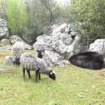 Video & Photo Gallery: Waiting for the Easter 1 Easter Osojnik 56