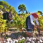 Museum Dedicated to Wine to Be Opened on Pelješac 7 PZ Putnikovic 7