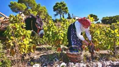 Museum Dedicated to Wine to Be Opened on Pelješac 1 PZ Putnikovic 7
