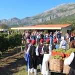 Photo Gallery: Grape Harvesting in Konavle 16 Grape Harvesting in Konavle 16