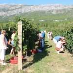 Photo Gallery: Grape Harvesting in Konavle 2 Grape Harvesting in Konavle 2