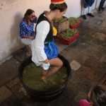 Photo Gallery: Grape Harvesting in Konavle 20 Grape Harvesting in Konavle 20