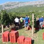Photo Gallery: Grape Harvesting in Konavle 4 Grape Harvesting in Konavle 4