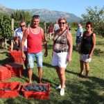 Photo Gallery: Grape Harvesting in Konavle 6 Grape Harvesting in Konavle 6