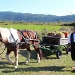Photo Gallery: Grape Harvesting in Konavle 9 Grape Harvesting in Konavle 9