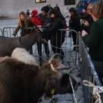 Live Nativity Scene 6