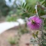 Lokrum, the Oasis of Peace and Serenity in Dubrovnik’s Reach 46 Lokrum May 2020 12