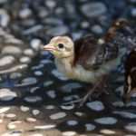 Lokrum, the Oasis of Peace and Serenity in Dubrovnik’s Reach 35 Lokrum